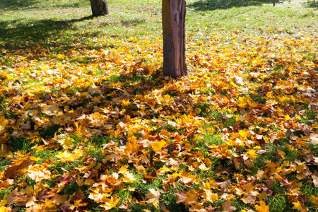 tree trunk growing in the autumn season, on the grass is fallen foliage from deciduous trees, maple,...