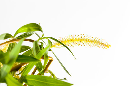 young green leaves and flowers on the branches of a willow tree in the spring season, on a light background, it not isolatedの写真素材