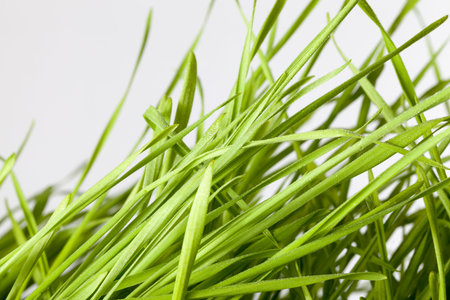 close-up of thin green grass at the beginning of growth, an agricultural field with cereals most...