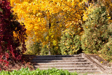 Concrete path and stairs in the park, autumn season, along the path there are trees with multi-colored foliage of yellow red, yellow and greenの写真素材