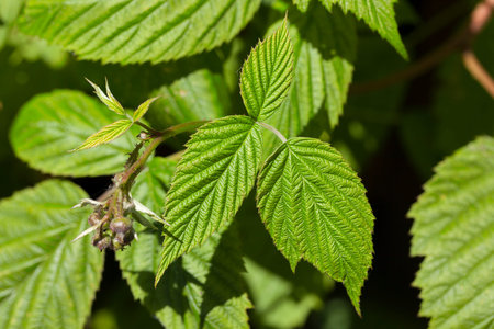 a few leaves of green raspberries in the garden before the plants start flowering, details