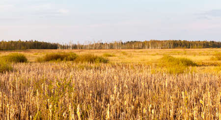 Autumn landscape with yellowed grass and bare trees growing in the forestの写真素材