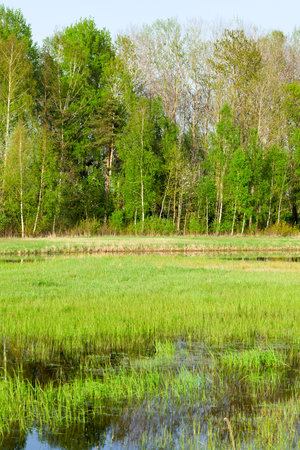 marshy place in the springtime on the water grows green grass , in the distance Trees in the forest...