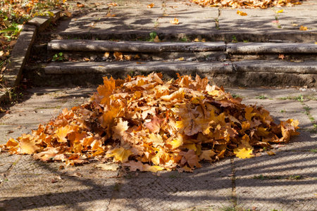 Run out of your deciduous trees gathered in a heap during harvesting in the park, the autumn season