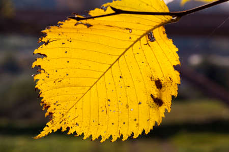 One yellow leaf tree on a branch in autumn close-up in the forestの写真素材