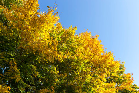 the half yellowed foliage of the maple in early or mid autumn, against the blue sky of trees growing...