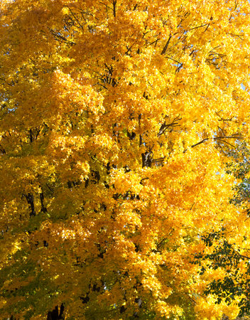 single maple tree with a large quantity of yellow foliage, closeup in nature