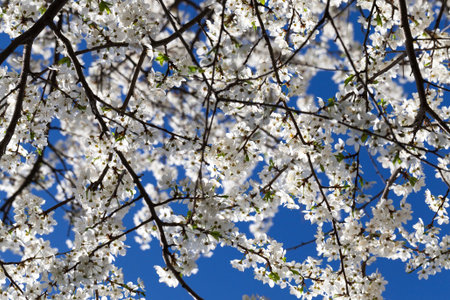 A large number of white flowers on the branches of the cherry in anticipation of a new crop