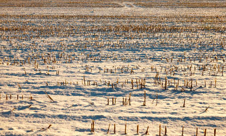 photographed snow after a snowfall during a frost. Close-up with a shallow depth of fieldの写真素材