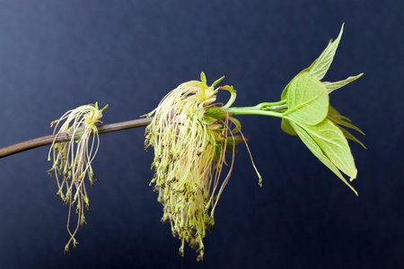 Maple flowering in spring in the period of pollination, used by bees to obtain honey, on a dark...