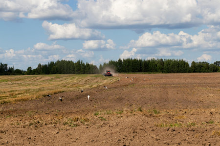 part of a plowed agricultural field on which storks are sitting and looking for food, behind a...