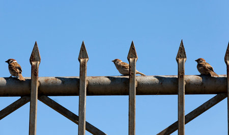 Small Sparrow sitting on a metal fence with sharp spikes against the blue skyの写真素材