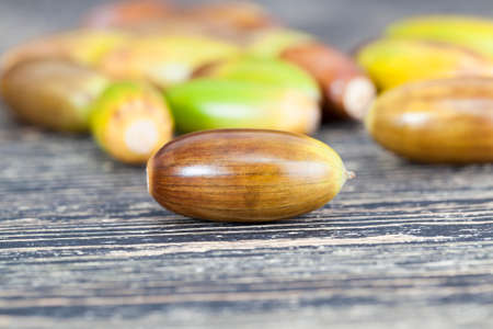 Colorful autumn acorns of oak, green brown and other colors and shades collected on a black wooden surfaceの写真素材