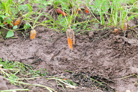 Ripe orange carrotの写真素材