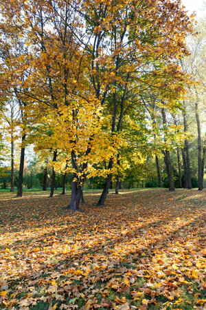 Yellow foliage, autumn