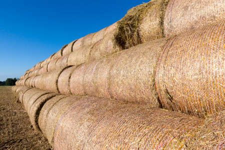 A pyramid of harvested straw stacks on an agricultural field in the summerの写真素材