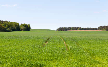 summer landscape, green wheat field, agricultural activitiesの写真素材