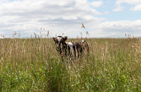 Little calf cow walking in a meadow with green grass while grazing