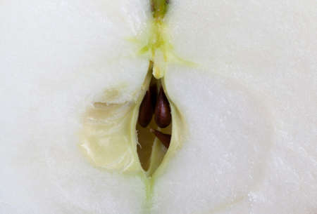 Close-up of apples core with seeds and juicy pulpの写真素材
