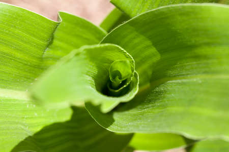 photographed from the center of a young corn plant with green foliage, the wavy area forms a spiralの写真素材