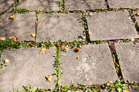 Old concrete tile covered with fallen leaves of trees in the autumn season, walking roadの写真素材