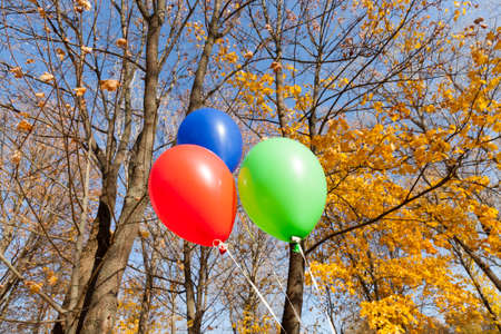 Red green and blue balloons with helium on a background of yellow trees in autumn parkの写真素材