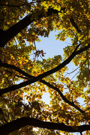 deciduous oak