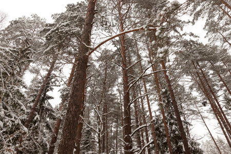 Beautiful tall mature trees in winter covered with snow in frosty weather