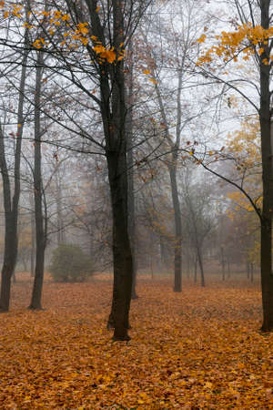 late autumn in the park, foggy weather cloudy weather, foliage dropped from treesの写真素材