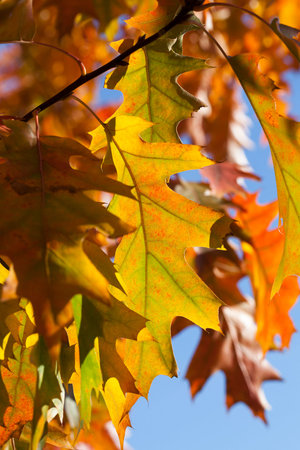 Color-changing oak leaves close-up during the autumn season
