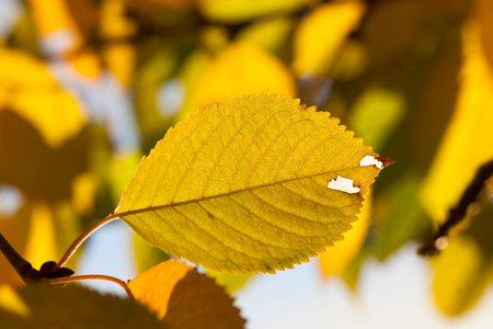 Changing the color of the leaves of trees in early autumn is still warm weather