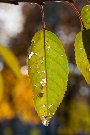 Old color-changing foliage on tree branches in the fallの写真素材