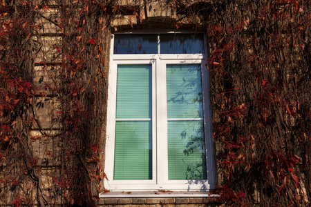 Old ivy on the wall of a house in the autumn season