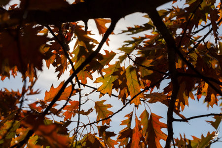 Beautiful orange and red foliage of oak against the blue sky during the autumn leaf fall
