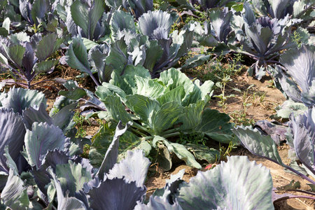 Several green sprouts growing in a field with blue cabbage grown by chance