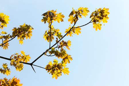 One of the first leaves on a maple with green foliage lit by sunlight. Awakening of nature after...