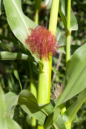 closed immature corn cob on an agricultural field covered with green foliage