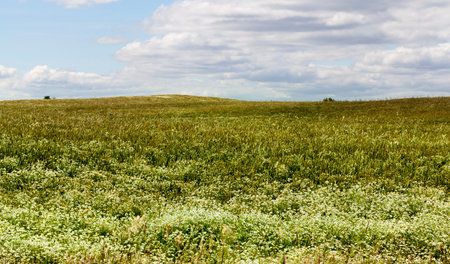 Green wheat growing on one agricultural field and camomile flowers and other weedsの写真素材