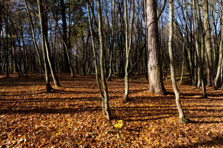 Bare trees growing in autumn park at the end of autumn, cloudy foggy road, bare deciduous trees, campingの写真素材