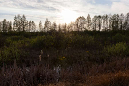 sun spring or spring seasons, Twilight, bare trees and overcast weather, landscapeの写真素材