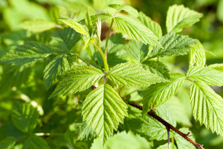 Close-up of green leaves of raspberry or blackberry in the forest or in the garden