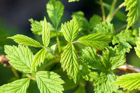 Close-up of green leaves of raspberry or blackberry in the forest or in the gardenの写真素材