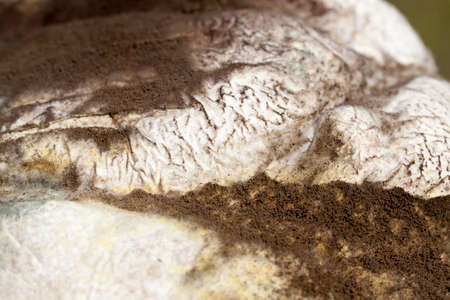 covered with mold and fungus, rotting from long-term or improper storage of a loaf of bread, disgusting dangerous foodの写真素材
