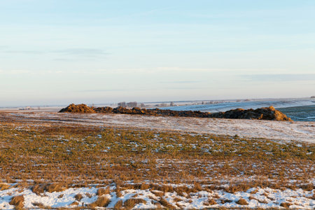 photo of straw in the field after a snowfall. White snow on the plantsの写真素材