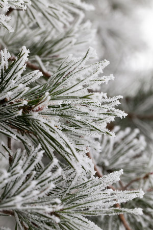 pine needles covered with snow and frost in the winter. close-up.