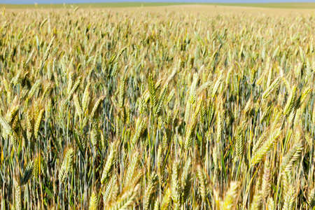 Agricultural field on which wheat, which is yellow and ready for harvest. Photo taken closeup with a small depth of field in the summer.の写真素材