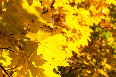 maple tree in the autumn season. On the branches yellowed and yellow foliage.