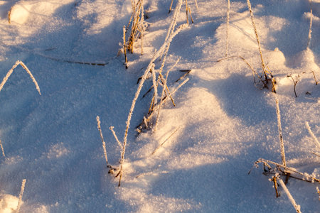 plant in frost