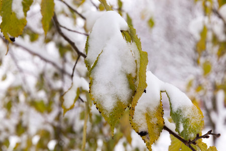covered with snow-green leaves of trees in the autumn season. After a snowfall in autumnの写真素材