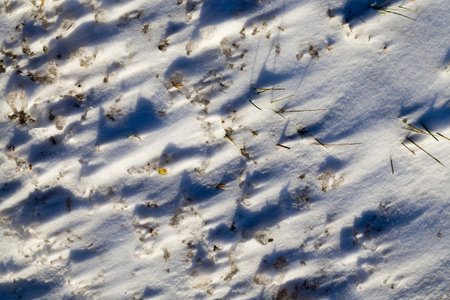 Winter season snow drifts through which the grass sticks out